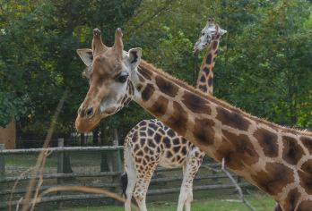 清迈夜间野生动物园一日游【可选拼车接送|包车接送】【乘车穿越猛兽山谷，与夜行猎手擦肩而过的肾上腺素飙升】