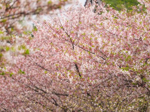 百花公园