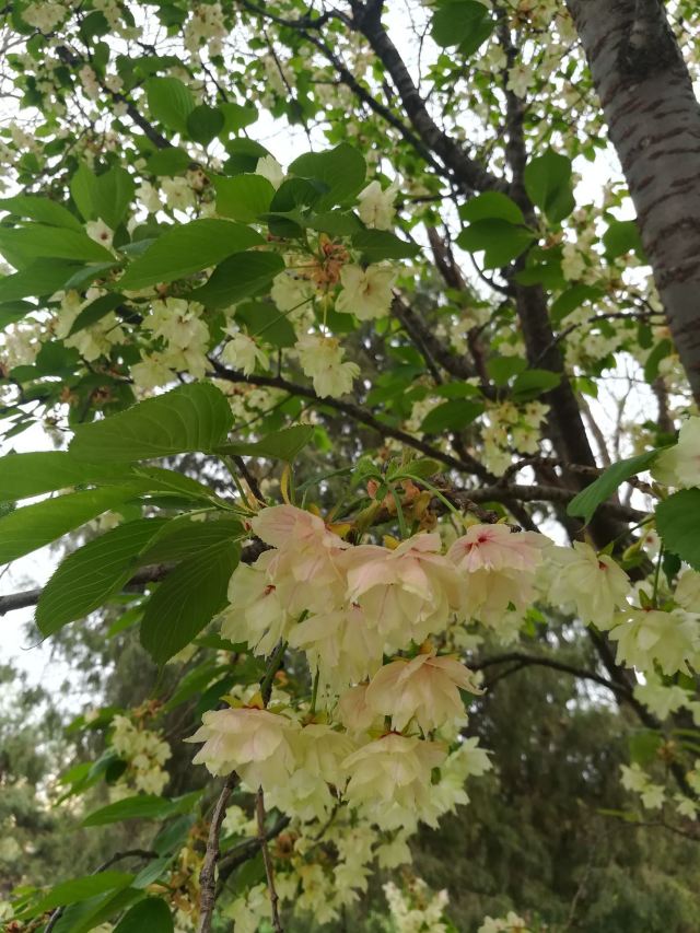 万芳亭公园旅行图片 1