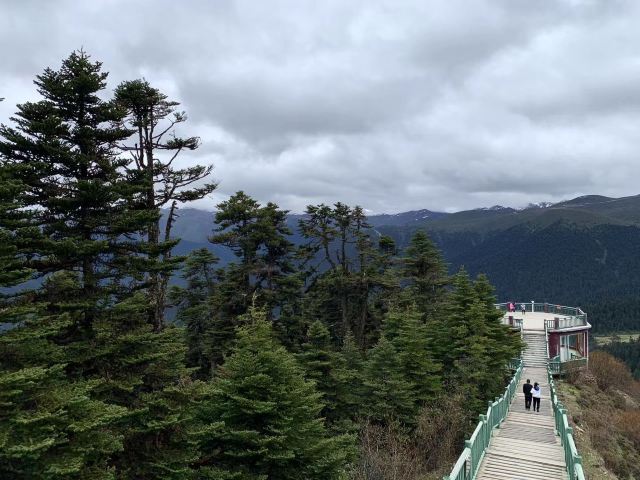 鲁朗林海风景区旅行图片 1