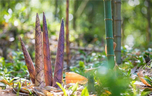 阳春三月天,去中国竹乡肇庆广宁赏春光