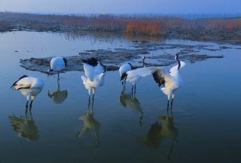 盐城丹顶鹤湿地生态旅游区+中华麋鹿园+荷兰花海一日游【盐城，一个让人打开心扉的地方】