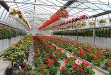 Aux Serres Fleuries购物图片