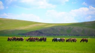 【呼伦贝尔大草原旅游攻略】呼伦贝尔大草原旅游攻略