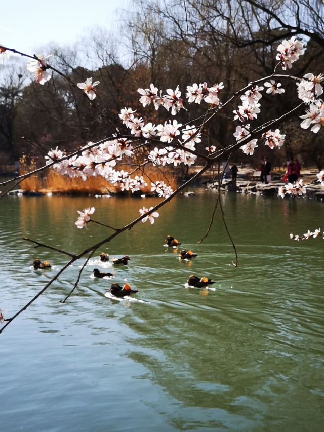 未名湖旅行图片 2