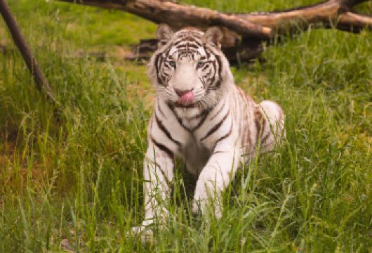 郑州银基动物王国一日游【纯玩含门票+车费+保险】【邂逅凶猛的老虎和狮子， 健壮又蠢萌的熊家族…和火遍的白虎， 隔着玻璃拍张亲密照吧】