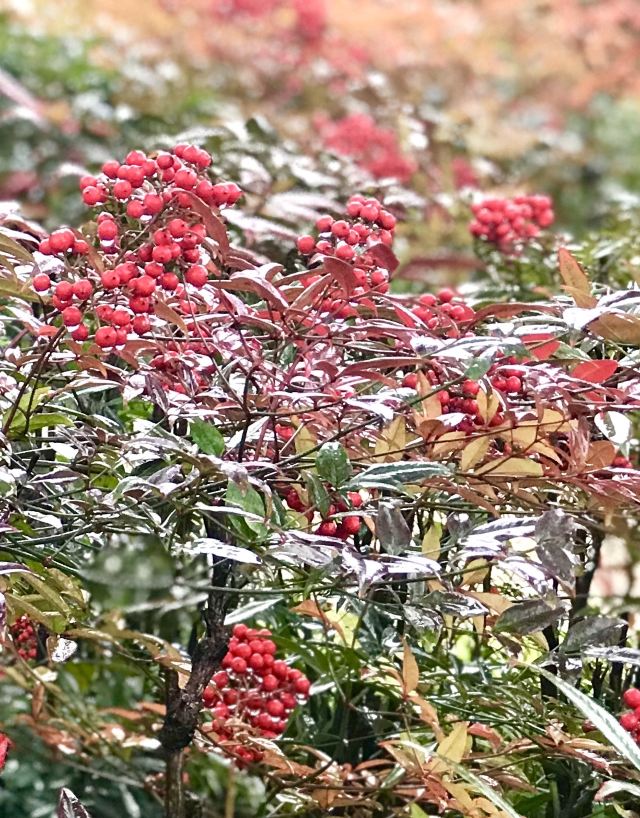 新江湾城公园旅行图片 4
