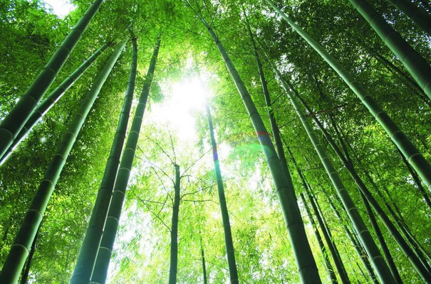 醉美安吉 | 以赏竹名义  追寻诗和远方