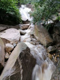 神灵寨风景区-洛宁-大松树叶子