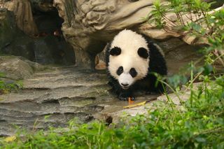 地道成都味——我的成都美食之旅!