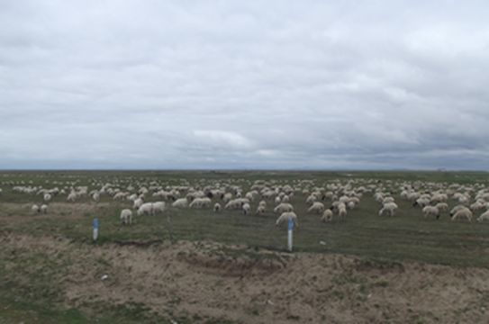 沈阳-克什克腾自驾草原五日游（三）达里湖篇