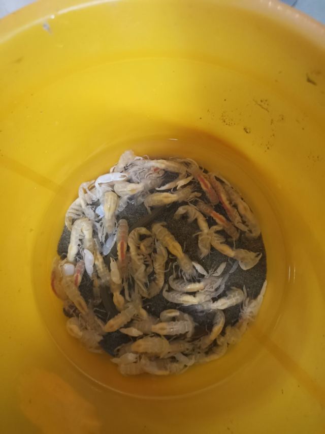 漳港海滩旅行图片 1