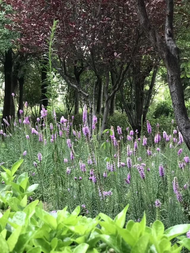 丽都花园旅行图片 6
