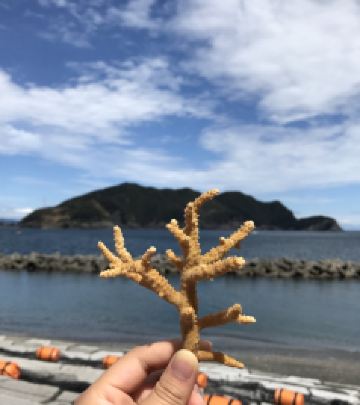 佐伯市游记图文-〜日本九州〜　『大分佐伯 鹤见半岛』　〜小众游地新发现〜