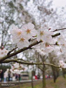 贵安樱花园-安顺-一世倾城1113