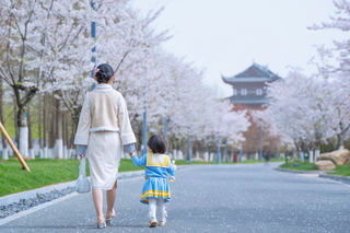 自驾大洋湾，赴一场浪漫到极致的樱花之旅
