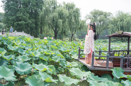 无锡鼋头渚｜邂逅一场盛夏限定荷花开