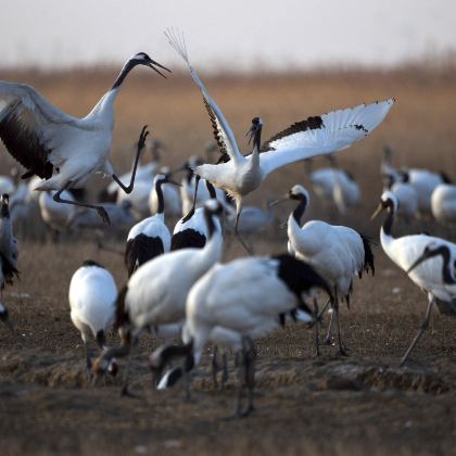 盐城丹顶鹤湿地生态旅游区+中华麋鹿园+荷兰花海一日游