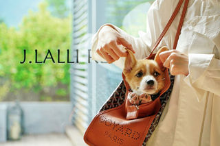 “带它一起旅行吧”!郡安里跻身宠物友好酒店队列