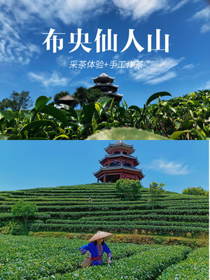 布央仙人山采茶体验|喝一杯亲手作的茶吧