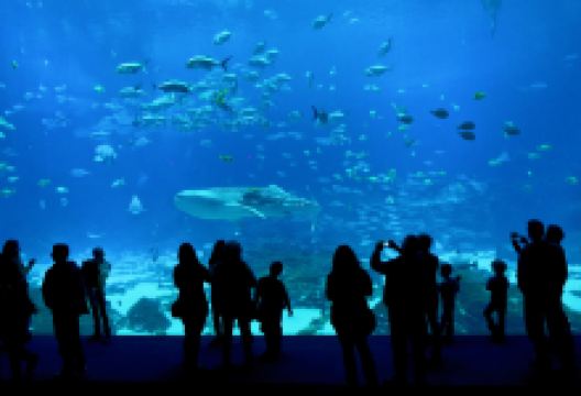 佐治亚水族馆景点图片