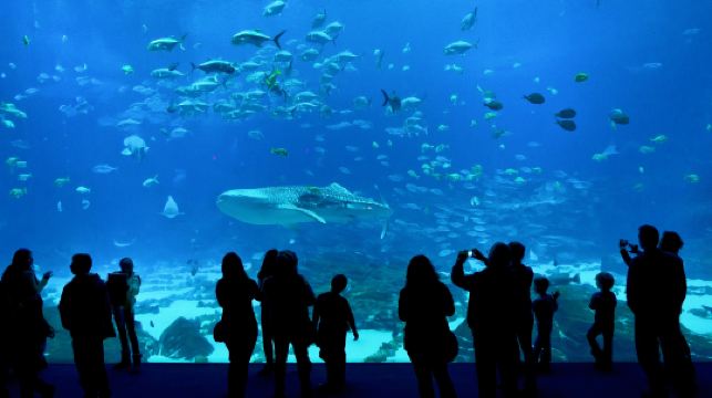 佐治亞水族館
