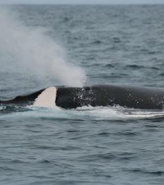 瓜亚基尔游记图文-厄瓜多尔惊遇座头鲸