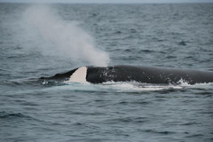 厄瓜多尔游记图片] 厄瓜多尔惊遇座头鲸