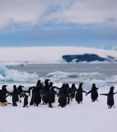 乌斯怀亚游记图文-远方的远方、正南偏南——2019南美、南极之行