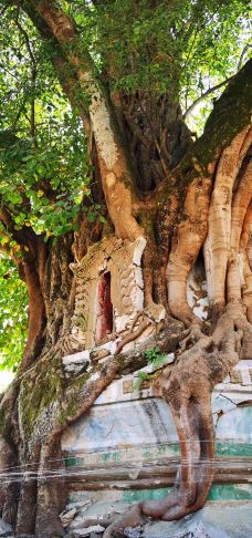 树包塔-芒市-逍遥糊涂仙1971
