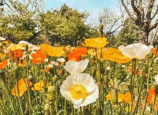 4月最适合昆明周边周末游打卡地丨超级出片,这个周末安排上!