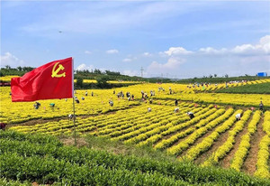 贞丰游记图文-乡游黔中·贞丰县 对门山村 │ 铜鼓声响，秋日悠然伴茶香