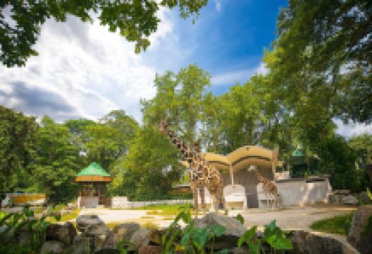 马来西亚国家动物园景点图片