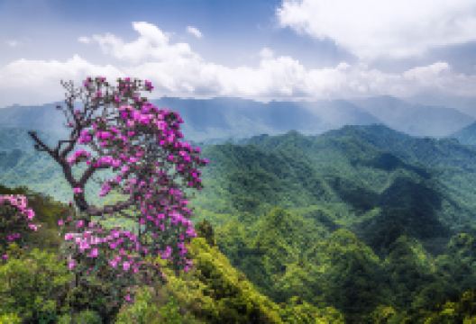 米仓山国家森林公园景点图片