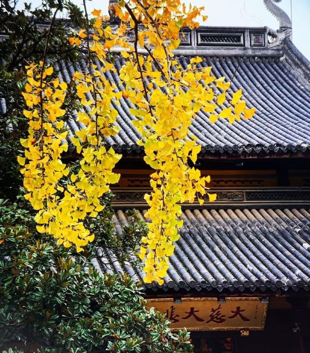 龙华塔旅行图片 15