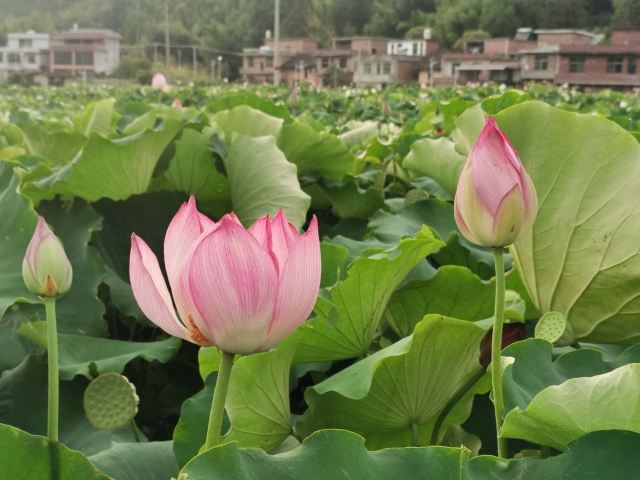 桂东植物园旅行图片 2