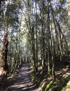 Tall Trees Walk-Mount Field-陌染MM