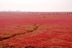 盘锦游记图片] 你见过红色的海滩吗？中国最北的海岸线在哪里？