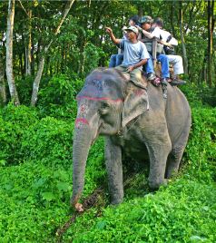 奇旺游记图文-西双版纳北迁的野象群，牵动着千万网友的心，回忆和大象亲密接触