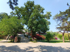 怀柔区游记图片] 美丽邂逅！一场说走就走的旅行带来的小惊喜——夏日红螺寺