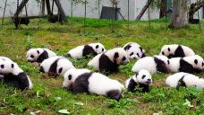 卧龙中华大熊猫苑神树坪基地-汶川-C-IMAGE
