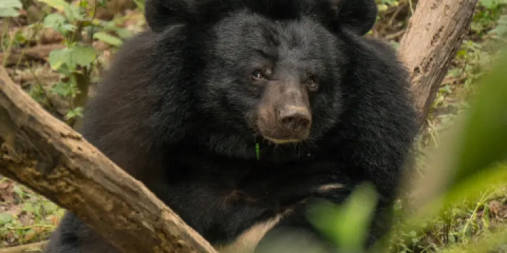 關西瀑布灰熊救助中心