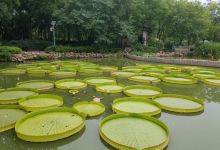 千湖水生植物园景点图片