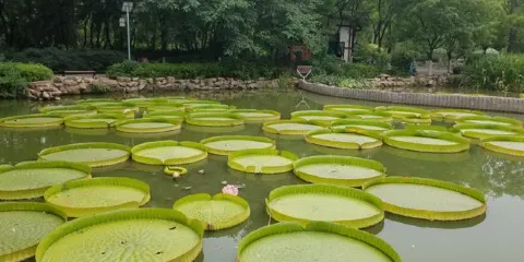 千湖水生植物園