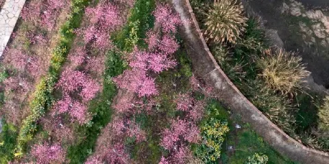 百靈山牡丹藝術園