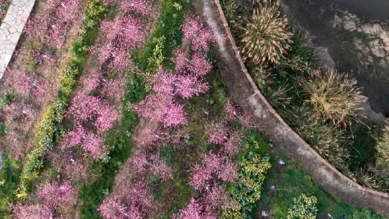 百靈山牡丹藝術園