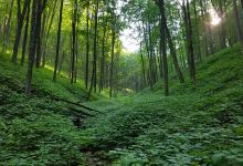 Elk State Forest - Johnson Run Natural Area景点图片