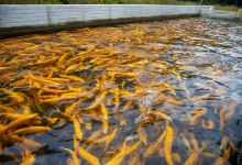 Laurel Hill Trout Farm Inc景点图片