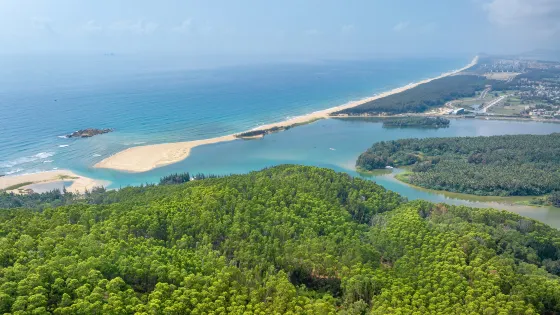 椰子島