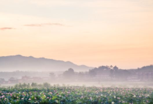 中国莲花第一村景点图片